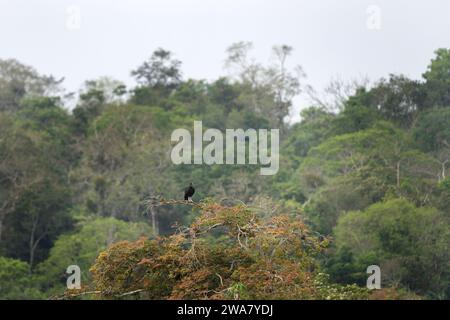 Schwarzgeier sitzt auf dem Baum im Nationalpark iguazu Falls. Coragyps atratus ruht im Wald. Stockfoto