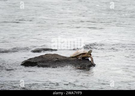 Phrynops williamsi entspannt sich auf dem Felsen im Nationalpark Iguazu Falls. Williams Side Halsschildkröte im Fluss. Südamerika-Schildkröte in den Foren Stockfoto