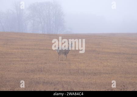 Weißschwanzhirsch, der in einem nebeligen Feld im Norden Wisconsins steht. Stockfoto