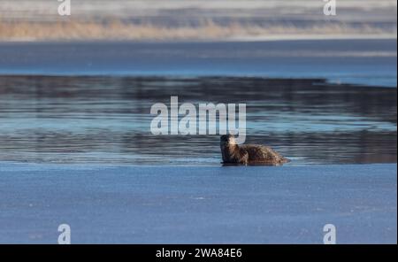 Flussotter am Blaisdell Lake im Norden von Wisconsin. Stockfoto