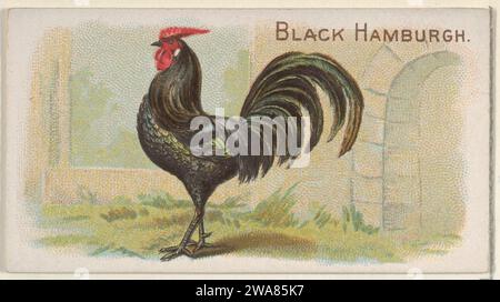 Black Hamburgh, aus der Prize and Game Chickens Series (N20) für Allen & Ginter Cigarettes 1963 von Allen & Ginter Stockfoto