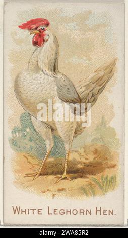 White Leghorn Hen, aus der Prize and Game Chickens Series (N20) für Allen & Ginter Zigaretten 1963 von Allen & Ginter Stockfoto