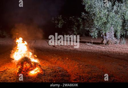 Lagerfeuer in einem Olivenhain am frühen Morgen. Saisonszene der Tafeloliven Stockfoto