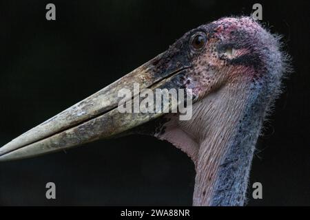 Diese Nahaufnahme fängt die rohe, ungefilterte Präsenz eines Maraboustorchs ein, eines Vogels, der vielleicht nicht den konventionellen Definitionen von Schönheit entspricht, aber eine bestimmte Gravita besitzt. Sein langer, spitzer Schnabel, der für den Lebensstil eines Schnitzelers geeignet ist, dominiert den Rahmen und zeigt Anzeichen von Verschleiß und ein Leben, das im Überleben der Stärksten geführt wurde. Das Gesicht des Storchs mit seinem zerknitterten rosafarbenen Kopf, seinen spärlichen Federn und den durchdringenden Augen strahlt ein Gefühl von Widerstandsfähigkeit und alter Weisheit aus. Der dunkle Hintergrund unterstreicht die krasse Realität der Existenz dieses Kreaturen in der Wildnis. Blick auf den Marabou Stork. Hochwertige Fotos Stockfoto