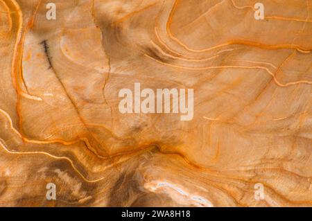 Versteinertes Holz von Crabtree Creek in Oregon poliert Stockfoto