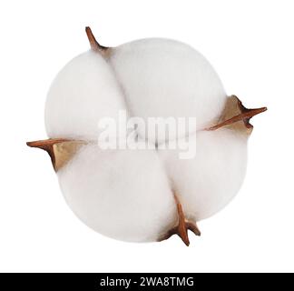 Eine flauschige Baumwollblume isoliert auf weiß Stockfoto