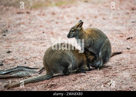 Granby, Québec - Dezember 31 2023: Wallaby im Winter Granby Zoo Stockfoto