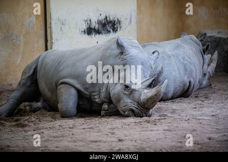Granby, Québec - Dez 31 2023: Schlafende Rihnos im Winter Granby Zoo Stockfoto