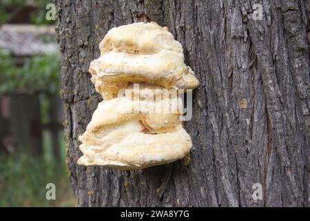 Gelber, schöner Zunderpilz auf einem Baumstamm Stockfoto