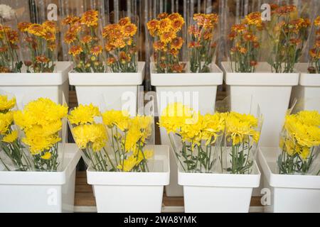 Frisches Blumengeschäft mit Chrysanthemen in Plastikverpackungen in weißen Vasen oder Töpfen. Stockfoto