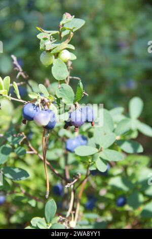 Wilde Sumpfbeeren auf Büschen. Nahaufnahme am sonnigen Sommertag Stockfoto