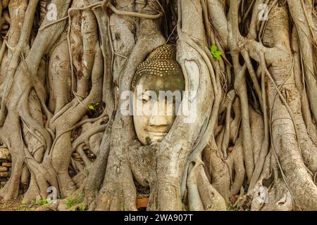 Buddha Kopf eingebettet in einen Banyan Baum im Wat Mahathat, Ayutthaya, Thailand Stockfoto