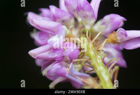 Nahaufnahme der Desmodium-Heterocarpon-Unkrautblume. Stockfoto
