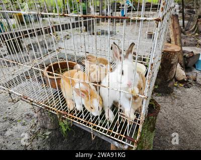 Ein paar junge weiße und braune Kaninchen im Käfig. Stockfoto