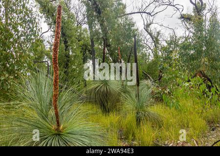 Australische Büsche mit Känguru-Schwanz oder australischem Grasbaum (Xanthorrhoea australis) im Grampians-Nationalpark in Victoria, Australien. Stockfoto