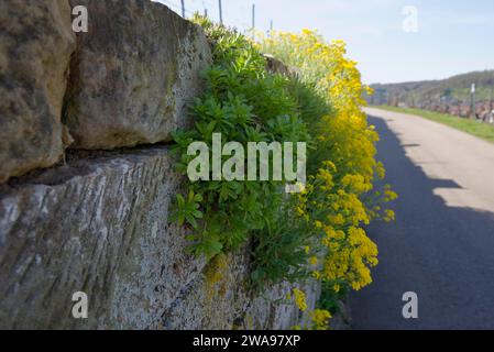 Frühlingsbeginn im Weinsbergtal, Burgruine Weibertreu, Mauerpfeffer, Weinbergmauer, Steinmauer, Mauerwerk, Weinberg, Weinbau, Weinsberg, Heil Stockfoto