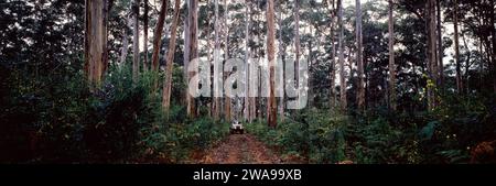 PANORAMABLICK AUF DIE GROSSEN KARRI-BÄUME IN DER GEGEND VON PEMBERTON IN WESTAUSTRALIEN. SIE SIND IM SÜDWESTEN WESTAUSTRALIENS ENDEMISCH. Stockfoto