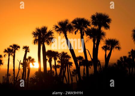 See Searcy palm Sunrise, Orlando Wetlands Park, Florida Stockfoto