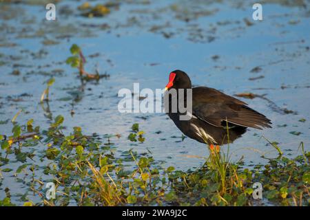 (Common gallinule Gallinula galeata), Orlando Wetlands Park, Florida Stockfoto