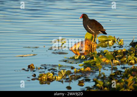 (Common gallinule Gallinula galeata), Orlando Wetlands Park, Florida Stockfoto