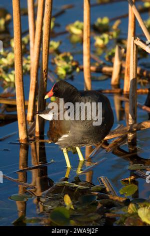 (Common gallinule Gallinula galeata), Orlando Wetlands Park, Florida Stockfoto