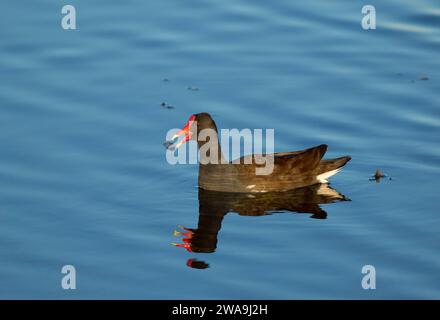 (Common gallinule Gallinula galeata), Orlando Wetlands Park, Florida Stockfoto