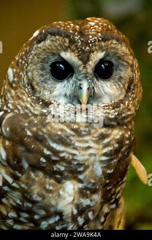 Northern spotted owl (Strix occidentalis) Stockfoto