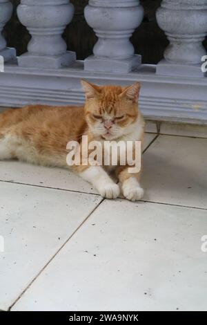 Eine Katze auf dem Boden des Hauses Stockfoto
