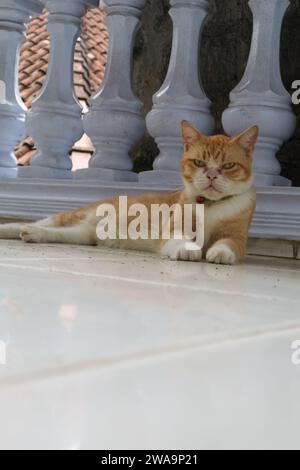 Eine Katze auf dem Boden des Hauses Stockfoto