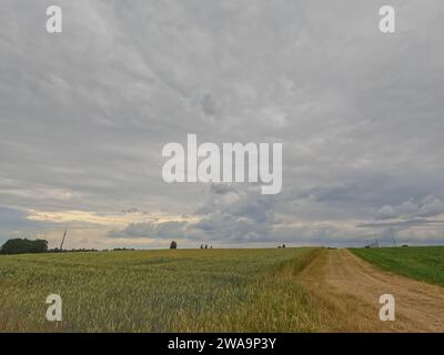 Dieses Bild zeigt eine unbefestigte Straße, die durch ein weites Weizenfeld führt und zu einem fernen Horizont unter einem weiten, bewölkten Himmel führt. Der Weizen, getönt mit den ersten Anzeichen von Reife, flüstert im Wind. Kleine Baumgruppen und landwirtschaftliche Strukturen unterstreichen den Horizont und verankern die Zusammensetzung im ländlichen Kernland. Der weitläufige Himmel mit seinen geschichteten Wolken hüllt die Szene in ein weiches, diffuses Licht und fängt das Wesen eines ruhigen, agrarischen Nachmittags ein. Pfad zur Ernte: Eine ländliche Landschaft. Hochwertige Fotos Stockfoto