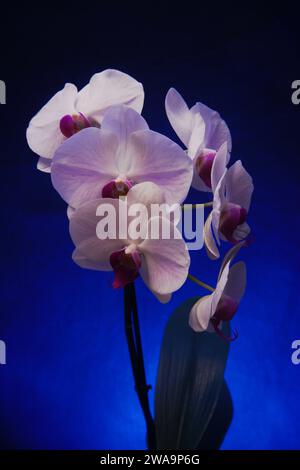 Stillleben von bunten Orchideenpflanzen, weißes Blütenblatt mit schwachen blauen Adern oder Linien lila Lippe, weiß, schwarz und gelb auf blauem schwarzem Grund Stockfoto