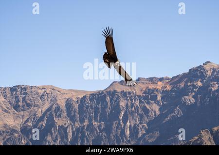 Condor im Colca Canyon Peru Stockfoto