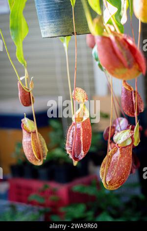 Nepenthes-Baum, tropische Krug Pflanzen wachsen im Garten. Krug von nepenthes Carnivor Pflanze. Nepenthes-Baum und Obst im Garten mit Unschärfe für Stockfoto