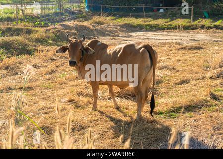 Kühe auf einem grasbewachsenen Feld an einem hellen und sonnigen Tag in Thailand. Herde von Kühen auf dem gelben Sommerfeld. Niederländische Kälber auf der Wiese. Kühe auf einer Sommerweide Stockfoto