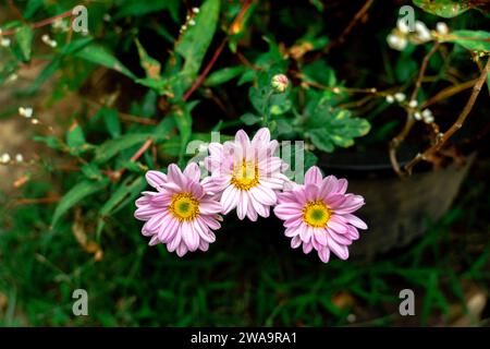 Ein Bett aus wilden, rosa Margueriten, von oben gesehen. Blassrosa argyranthemenblüten mit gelber Mitte. Rosafarbene Blume. Stockfoto