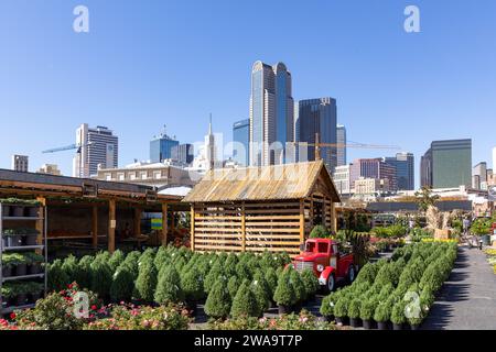 Dallas, USA - 7. November 2023: Malerische Skyline am späten Nachmittag mit einem Gärtner mit bunten Pflanzen in Dallas, Texas Stockfoto