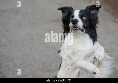 Border Collie Dog macht Hasenübungen im Freien. Stockfoto