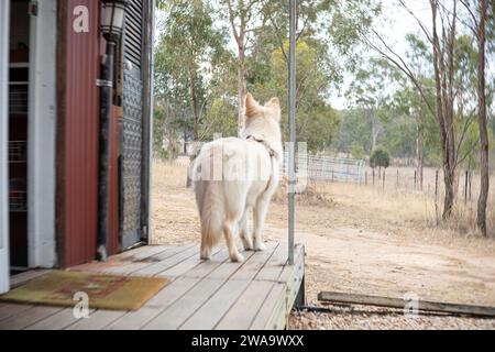 Hund auf der Landseite Stockfoto