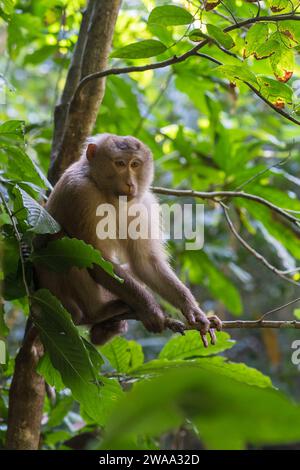 Vertikale Ansicht des nördlichen Schweineschwanzmakaken oder macaca leonina, der auf einem Baumzweig im Lawachara Forest National Park in Bangladesch sitzt Stockfoto