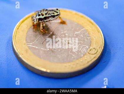 Nachwuchs der Rio-Pescado Stummelfusskroeten auf einer 1 Euro Muenze im Zoo Karlsruhe Foto vom 20.12.2023. Das Exotenhaus im Zoo Karlsruhe ist seit Mitte November um eine Attraktion reich. Als erstem Zoo in Europa ist es den Karlsruhern geglueckt, Jungtiere der Rio-Pescado-Stummelfusskroete zu zuechten. Gerade drei bis vier Zentimeter gross ist das hell- bis olivgruene Tier mit den schwarzen Punkten. Auffallend lange und schlanke Beine geben der Stummelfusskroete eine zierliche Anmutung. Ihren Namen erhalten sie wegen der ersten beiden Zehen, die stark zurueckgebildet sind, Stumpen gleich. Di Stockfoto