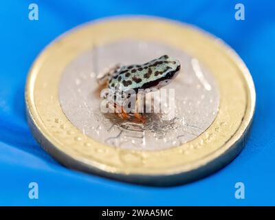 Nachwuchs der Rio-Pescado Stummelfusskroeten auf einer 1 Euro Muenze im Zoo Karlsruhe Foto vom 20.12.2023. Das Exotenhaus im Zoo Karlsruhe ist seit Mitte November um eine Attraktion reich. Als erstem Zoo in Europa ist es den Karlsruhern geglueckt, Jungtiere der Rio-Pescado-Stummelfusskroete zu zuechten. Gerade drei bis vier Zentimeter gross ist das hell- bis olivgruene Tier mit den schwarzen Punkten. Auffallend lange und schlanke Beine geben der Stummelfusskroete eine zierliche Anmutung. Ihren Namen erhalten sie wegen der ersten beiden Zehen, die stark zurueckgebildet sind, Stumpen gleich. Di Stockfoto