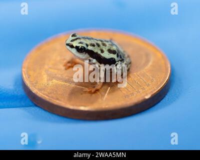 Nachwuchs der Rio-Pescado Stummelfusskroeten auf einer 1 Cent Muenze im Zoo Karlsruhe Foto vom 20.12.2023. Das Exotenhaus im Zoo Karlsruhe ist seit Mitte November um eine Attraktion reich. Als erstem Zoo in Europa ist es den Karlsruhern geglueckt, Jungtiere der Rio-Pescado-Stummelfusskroete zu zuechten. Gerade drei bis vier Zentimeter gross ist das hell- bis olivgruene Tier mit den schwarzen Punkten. Auffallend lange und schlanke Beine geben der Stummelfusskroete eine zierliche Anmutung. Ihren Namen erhalten sie wegen der ersten beiden Zehen, die stark zurueckgebildet sind, Stumpen gleich. Di Stockfoto