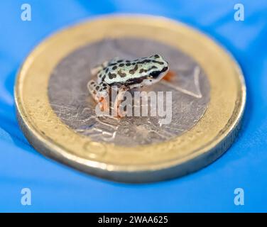 Nachwuchs der Rio-Pescado Stummelfusskroeten auf einer 1 Euro Muenze im Zoo Karlsruhe Foto vom 20.12.2023. Das Exotenhaus im Zoo Karlsruhe ist seit Mitte November um eine Attraktion reich. Als erstem Zoo in Europa ist es den Karlsruhern geglueckt, Jungtiere der Rio-Pescado-Stummelfusskroete zu zuechten. Gerade drei bis vier Zentimeter gross ist das hell- bis olivgruene Tier mit den schwarzen Punkten. Auffallend lange und schlanke Beine geben der Stummelfusskroete eine zierliche Anmutung. Ihren Namen erhalten sie wegen der ersten beiden Zehen, die stark zurueckgebildet sind, Stumpen gleich. Di Stockfoto