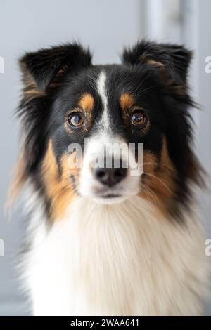 Porträt eines australischen Schäferhunds Stockfoto