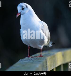 Die Schwarzkopfmöwe sieht im Winter in ihrem Fels der Sonnenfinsternis ganz anders aus. Die Ohrdecken bleiben schwarz, der Rest des Kopfes ist gräulich. Stockfoto