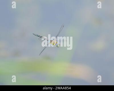 Ein bunter Wanderhawker (Aeshna mixta), der über Wasser fliegt, sonniger Tag im Sommer, Wien (Österreich) Stockfoto