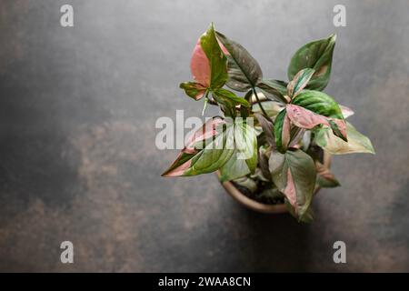 Syngonium Podophyllum Pink Splash Red Spot Topfpflanze. Draufsicht auf braunem Hintergrund mit Kopierbereich. Schöne Pflanze mit rosa Muster auf grünem Leaf Stockfoto