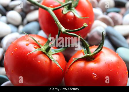 Wassertropfen auf Reifen Tomaten in Einem Zweig, der auf Einem Sea Stones liegt Stockfoto