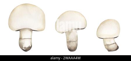 Aquarell Champignon Pilz Illustration Set, Pilz Clipart. Handgezeichneter Aquarellpilz, Grafikelemente Stockfoto