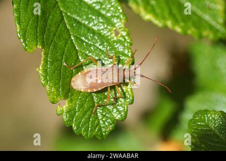 Kastenwanze (Gonocerus acuteangulatus), Familie Coreidae auf einem Blatt einer burnet Rose. Frühling, Mai, Niederlande Stockfoto